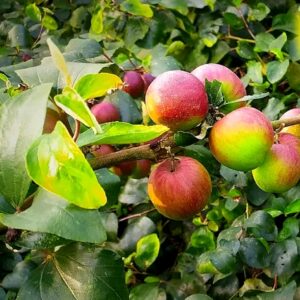 ball sundari apple ber