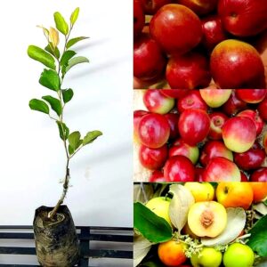 Ball Sundari Apple Ber