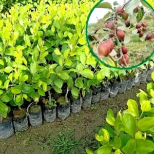 miss india apple ber