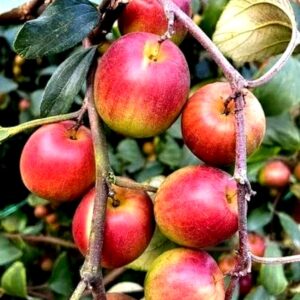 miss india apple ber