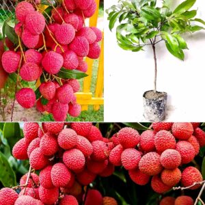 Muzaffarpur Shahi Litchi - Image 2