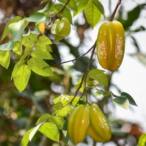 Star fruit