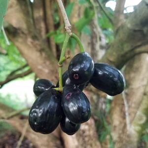 Black Jamun - Image 2