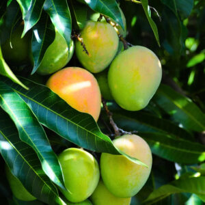 Bari 4 Mango