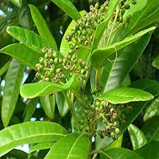 all spices plant