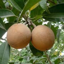 cricket ball chikku