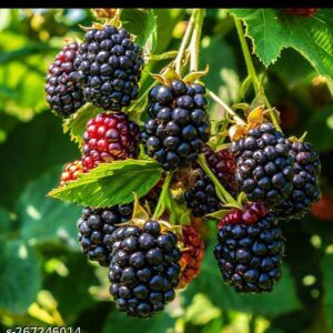 blackberry