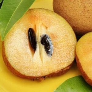 cricket ball chikku