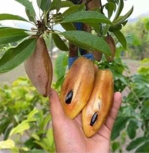 thai long chikku