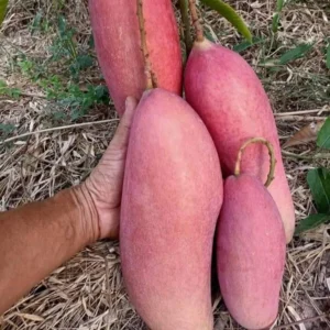 king of chakapat mango