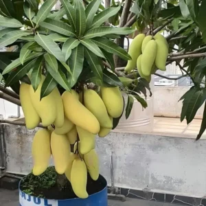 banana mango