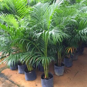 Areca Palm