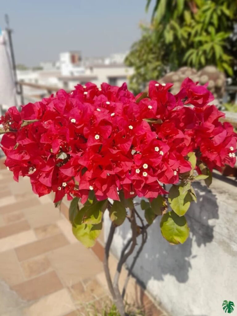Bougainvillea (Pink) - Image 3