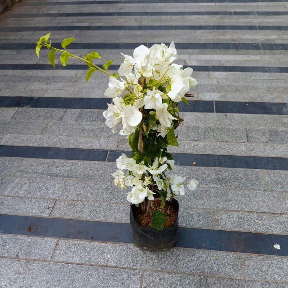 Bougainvillea (White) - Image 2