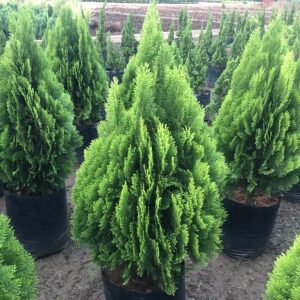 Thuja | Morpankhi