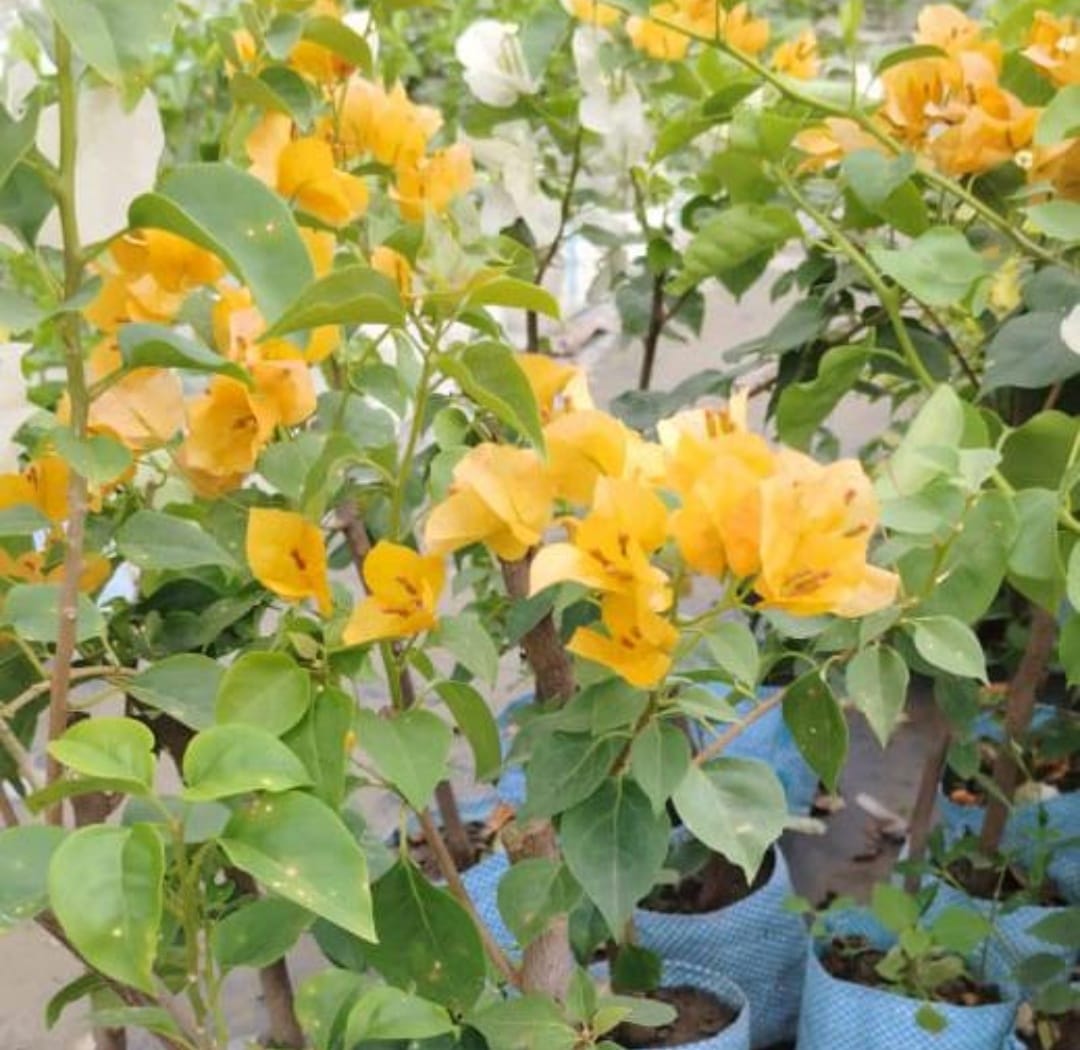 Bougainvillea (Yellow) - Image 3