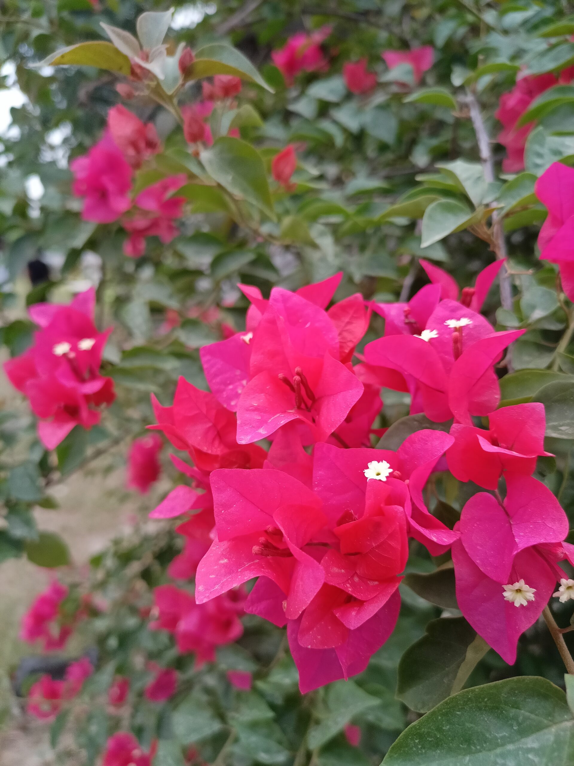 Bougainvillea (Pink) - Image 2