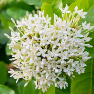Ixora - Mini Dwarf (White)