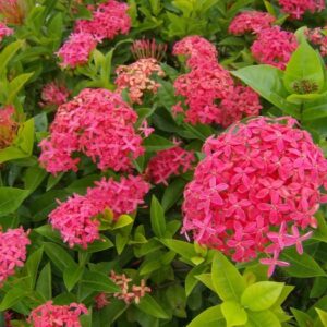 Ixora Desi (Pink)