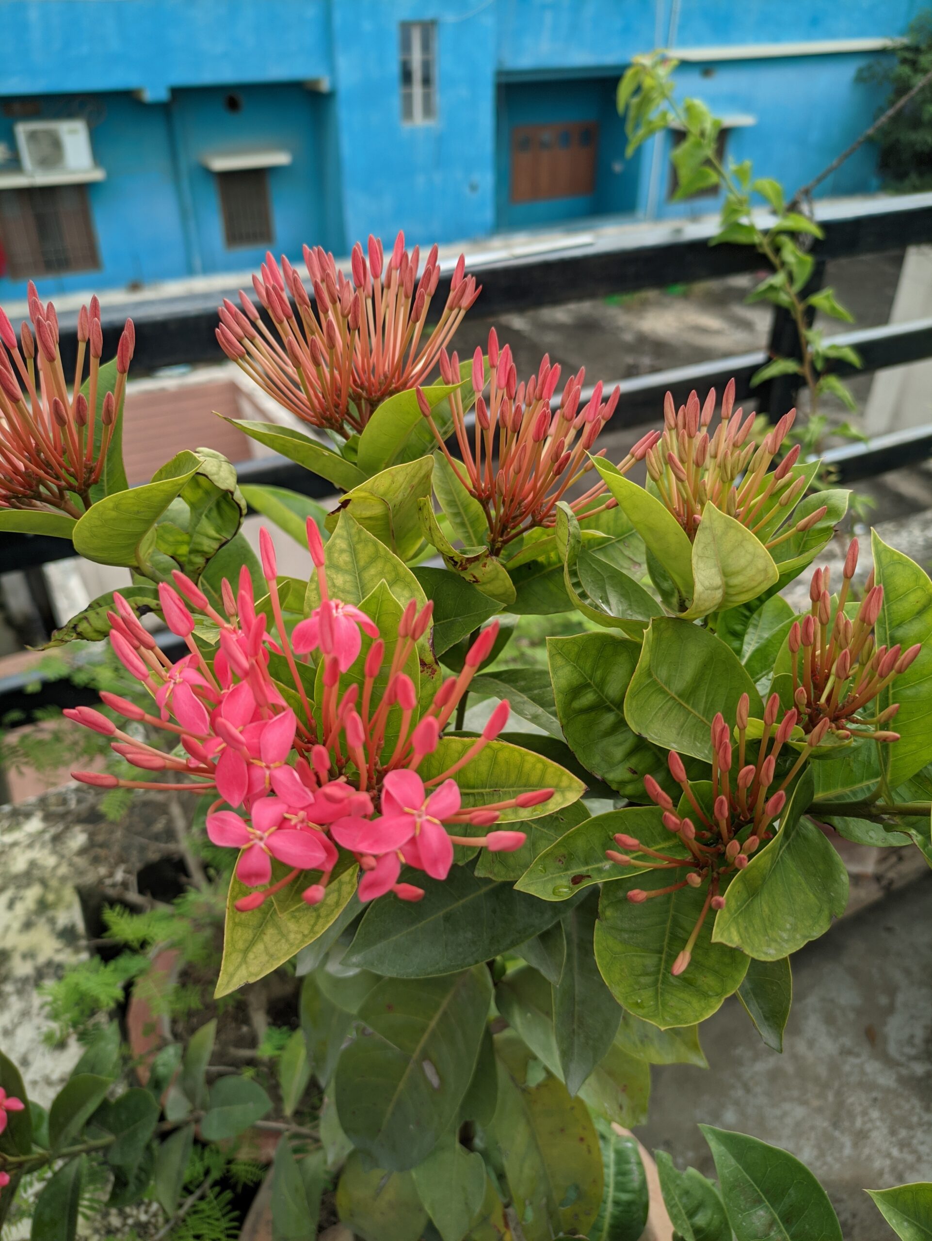 Ixora Desi (Pink) - Image 2