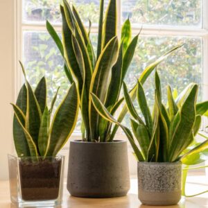 Snake Plant | Sansevieria