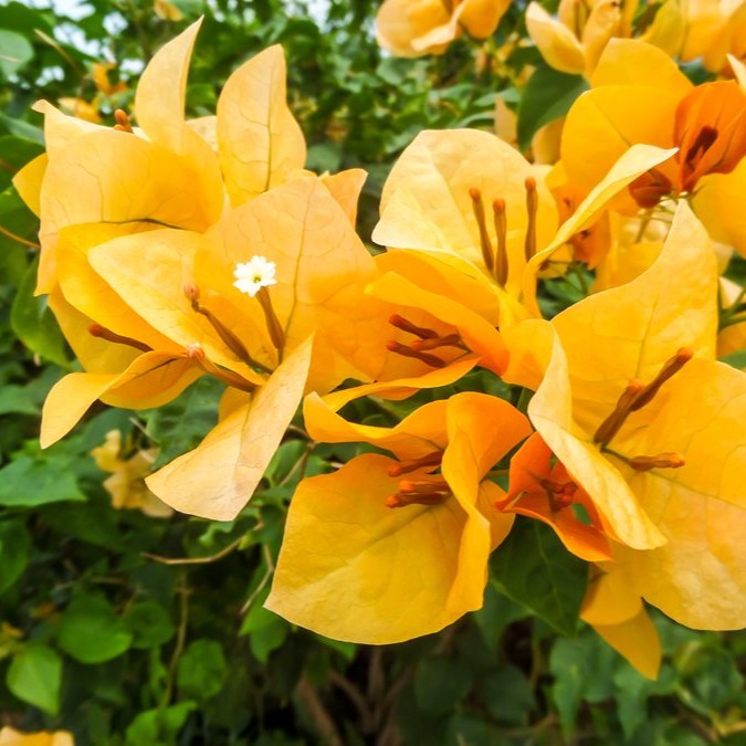 Bougainvillea (Yellow)