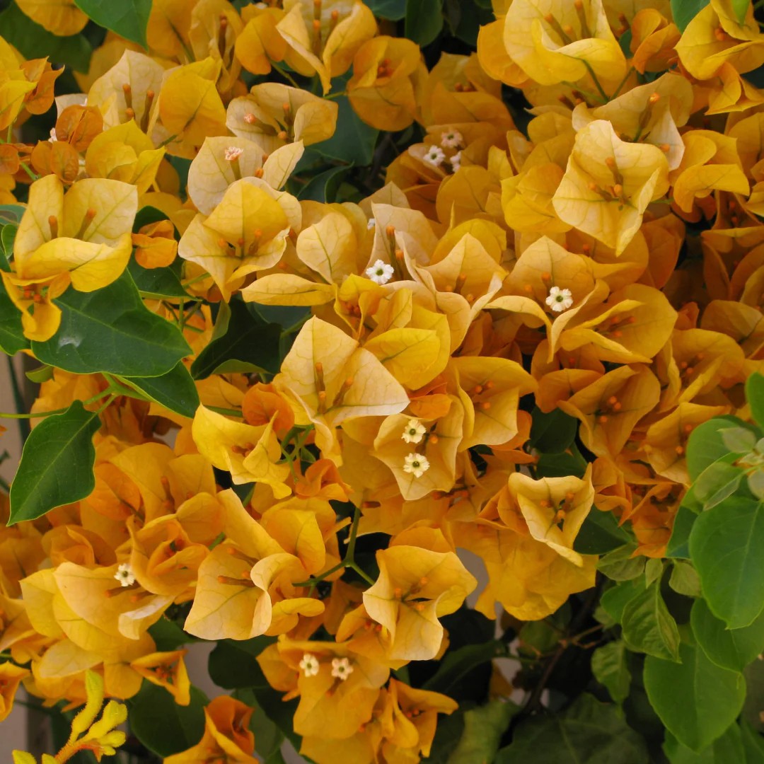 Bougainvillea (Yellow) - Image 2