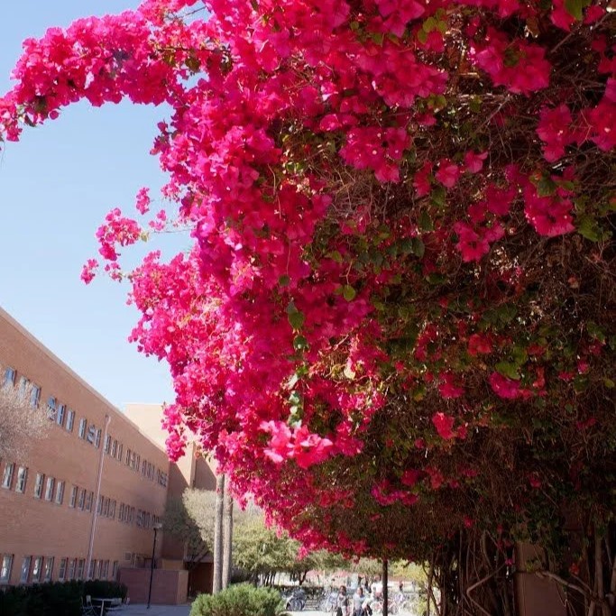 Bougainvillea (Pink)
