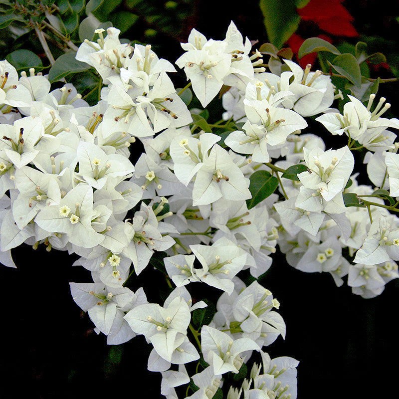 Bougainvillea (White)