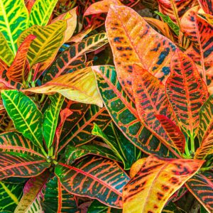 Croton (Codiaeum variegatum)