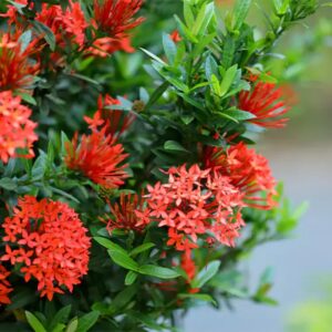 Ixora (Red)