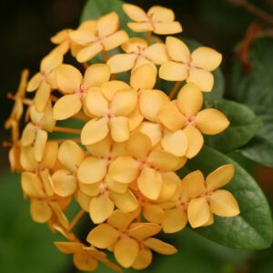 Ixora - Mini Dwarf (Yellow)